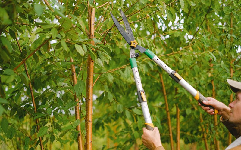 Tree trimming in Temecula, CA